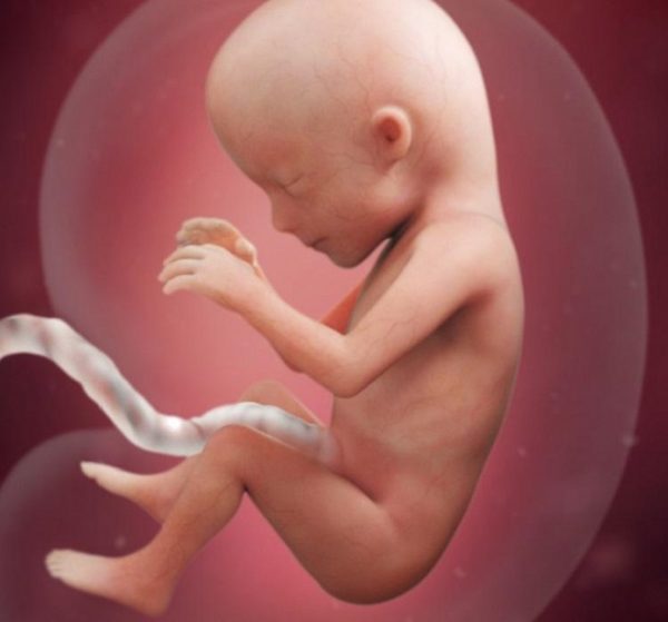 شكل الجنين في الشهر الرابع من الحمل