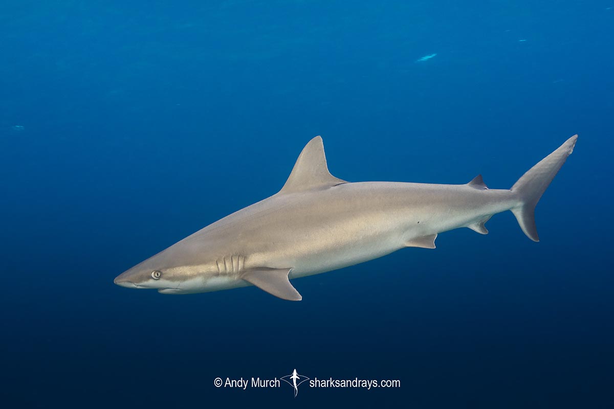 Blacknose Shark, Carcharhinus acronotus.