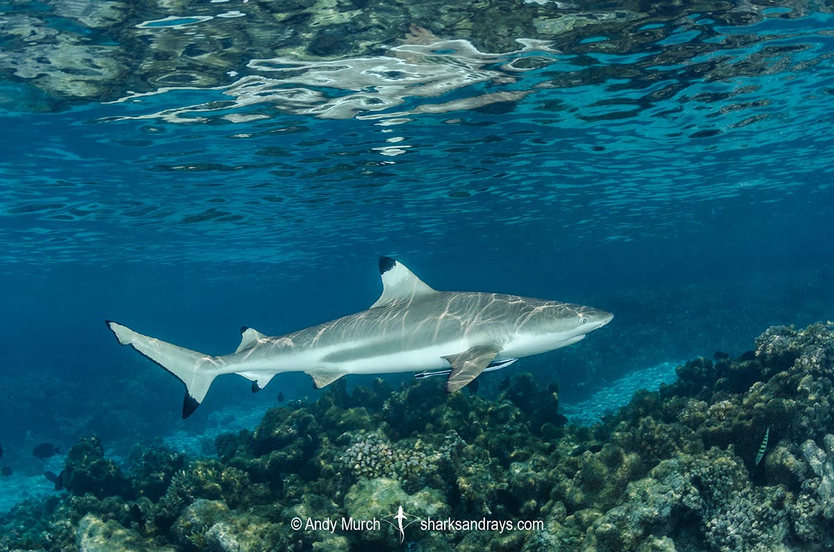 Blacktip Reef Shark, Carcharhinus melanopterus, White Valley (dive site), Tahiti, French Polynesia, South Pacific Ocean.
