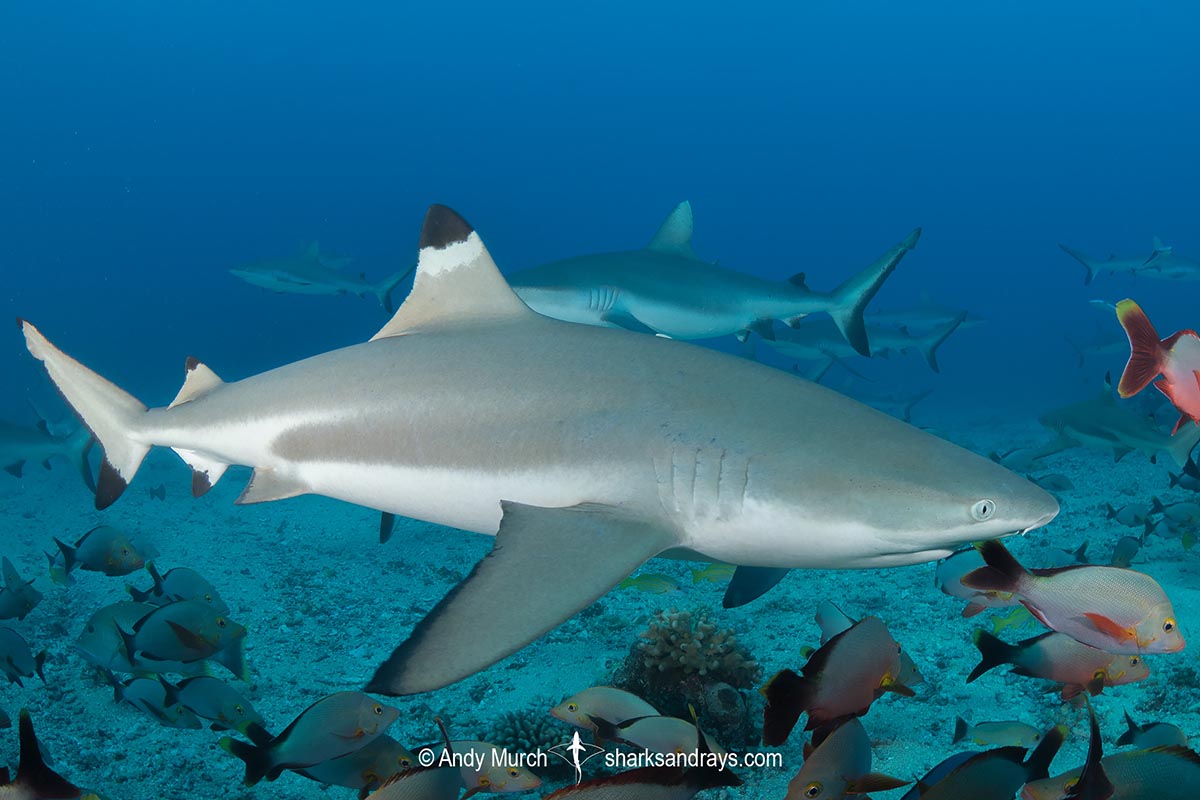 Blacktip Reef Shark, Carcharhinus melanopterus, White Valley (dive site), Tahiti, French Polynesia, South Pacific Ocean.