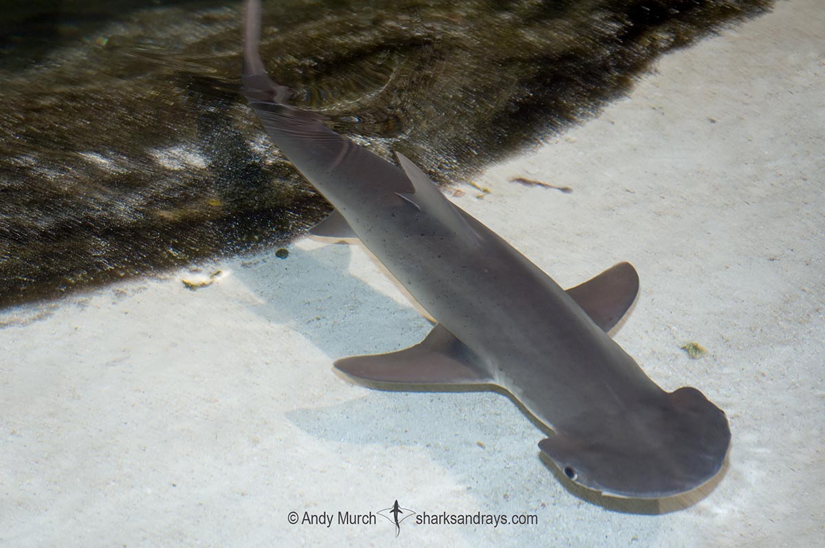 Bonnethead Shark, Sphyrna tiburo. A small species of hammerhead shark found in tropical regions of the Atlantic and Pacific coasts of North, Central and South America.