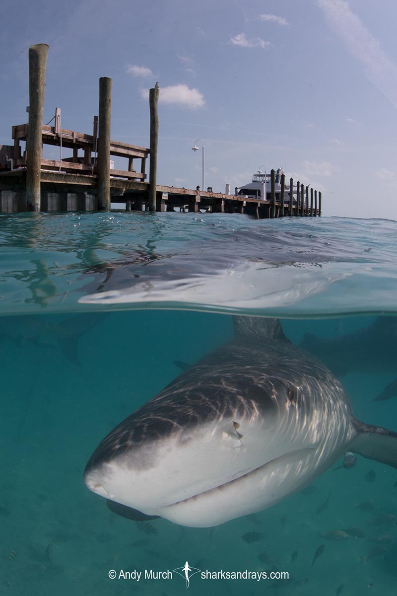 Bull Shark, Carcharhinus leucas. Aka Zambezi Shark or Lake Nicaragua Shark. Bimini Island, Bahamas, Caribbean Sea.