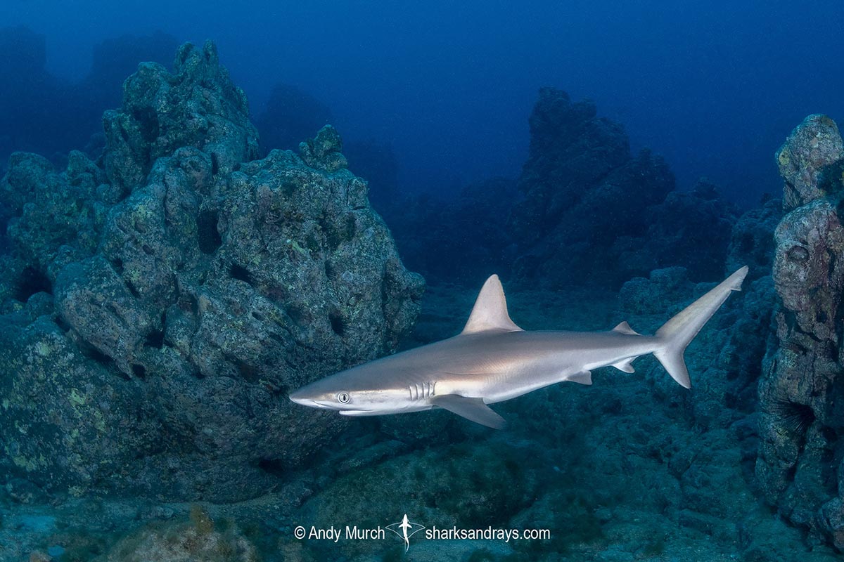 Juvenile Galapagos Shark