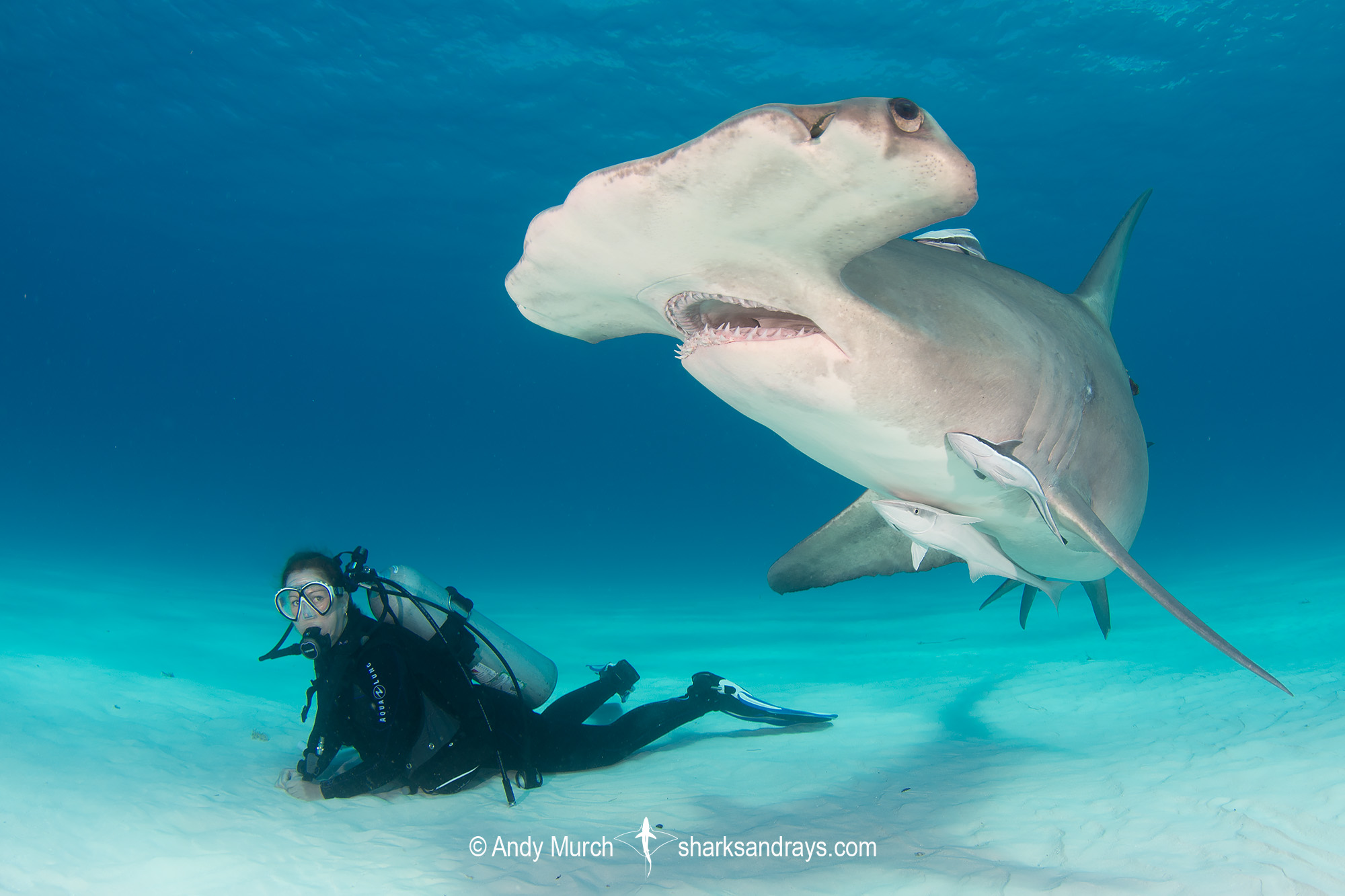 Great Hammerhead and diver.