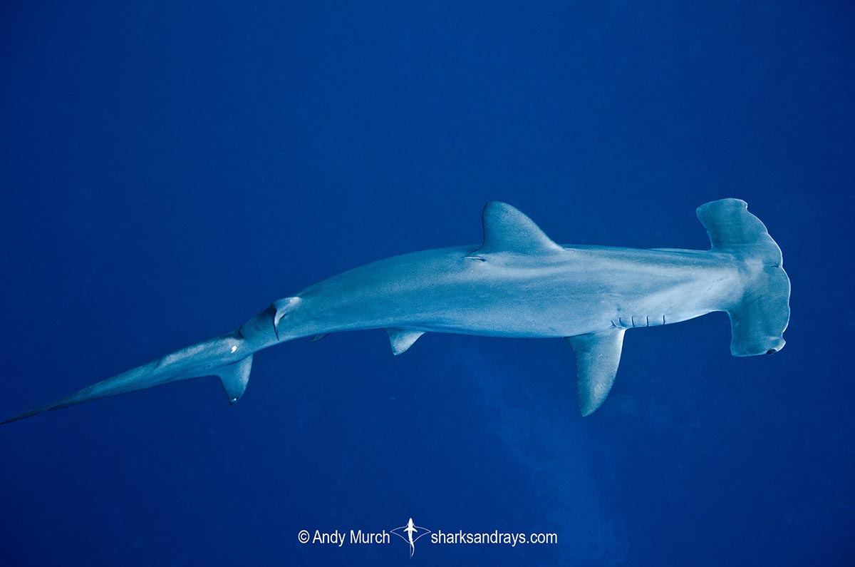 Scalloped Hammerhead Shark, Sphyrna lewini. Yonaguni Island, Ryukyu Archipelago, Japan, East China Sea.