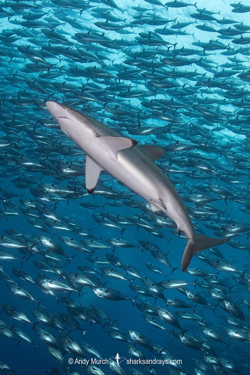Silky Shark, Carcharhinus falciformis. A requiem shark associated with offshore reefs and blue water. Circumtropical. Socorro Island, Mexico, Eastern Pacific.