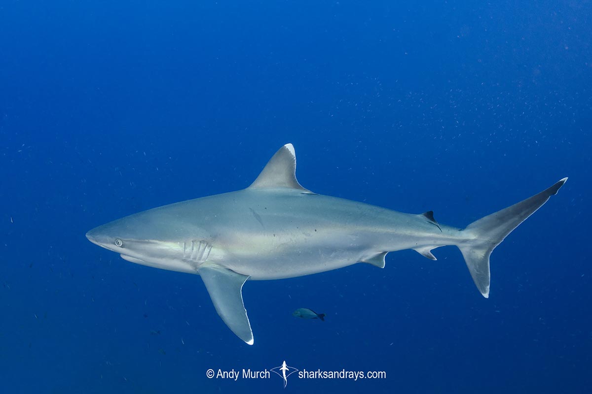 Silvertip Shark, Carcharhinus albimarginatus.