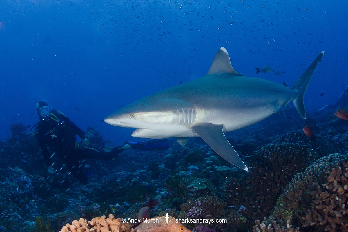 Silvertip Shark, Carcharhinus albimarginatus