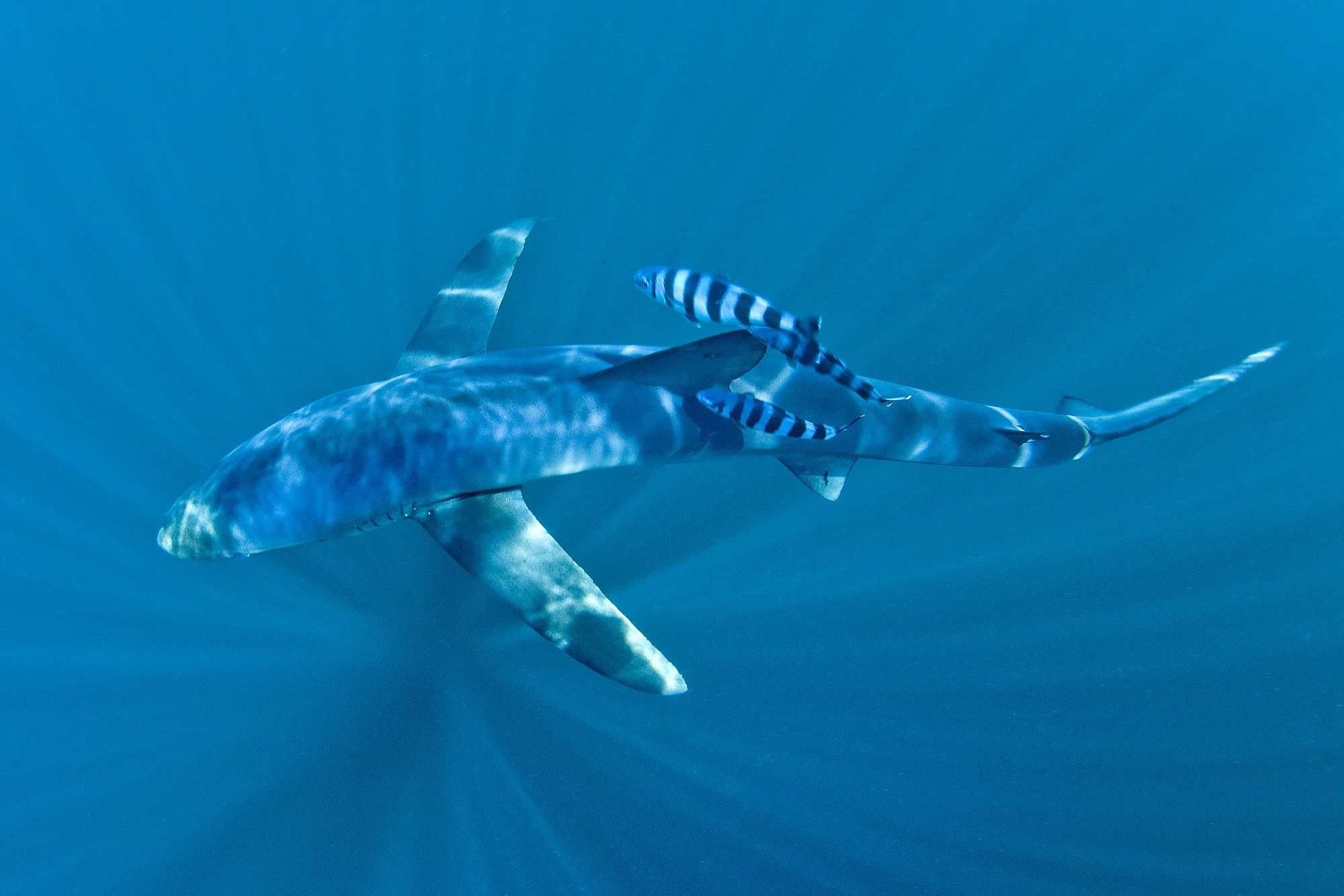 blue shark pectoral fins