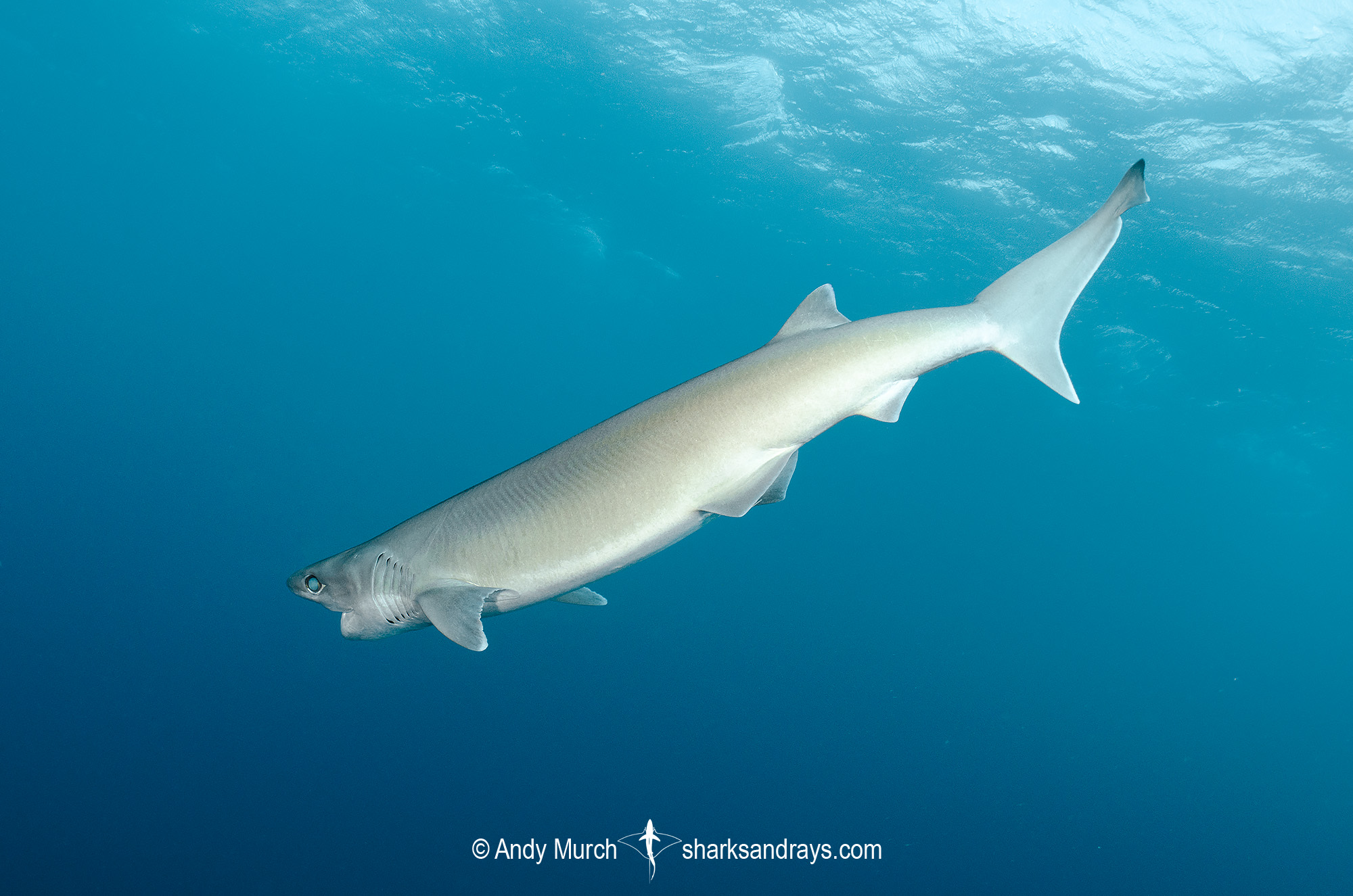 Atlantic Sixgill Shark