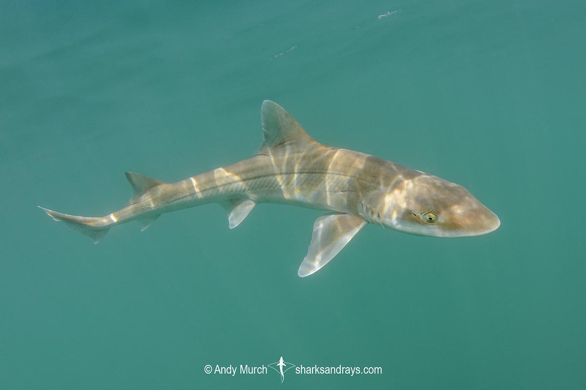 Gray Smoothhound Shark, Mustelus californicus, San Felipe, Sea of Cortez, Baja, Mexico.