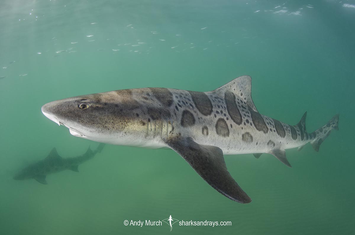 Leopard Houndshark, Triakis semifasciata. Aka leopard shark. La Jolla, California, USA, Eastern Pacific.