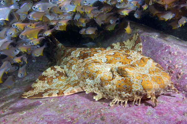 Banded Wobbegong Shark (Orectolobus halei). A recently described species originally thought to be the adult of the Ornate Wobbegong (Orectolobus ornatus). Fish Rock, South West Rocks, New South Wales, Australia.