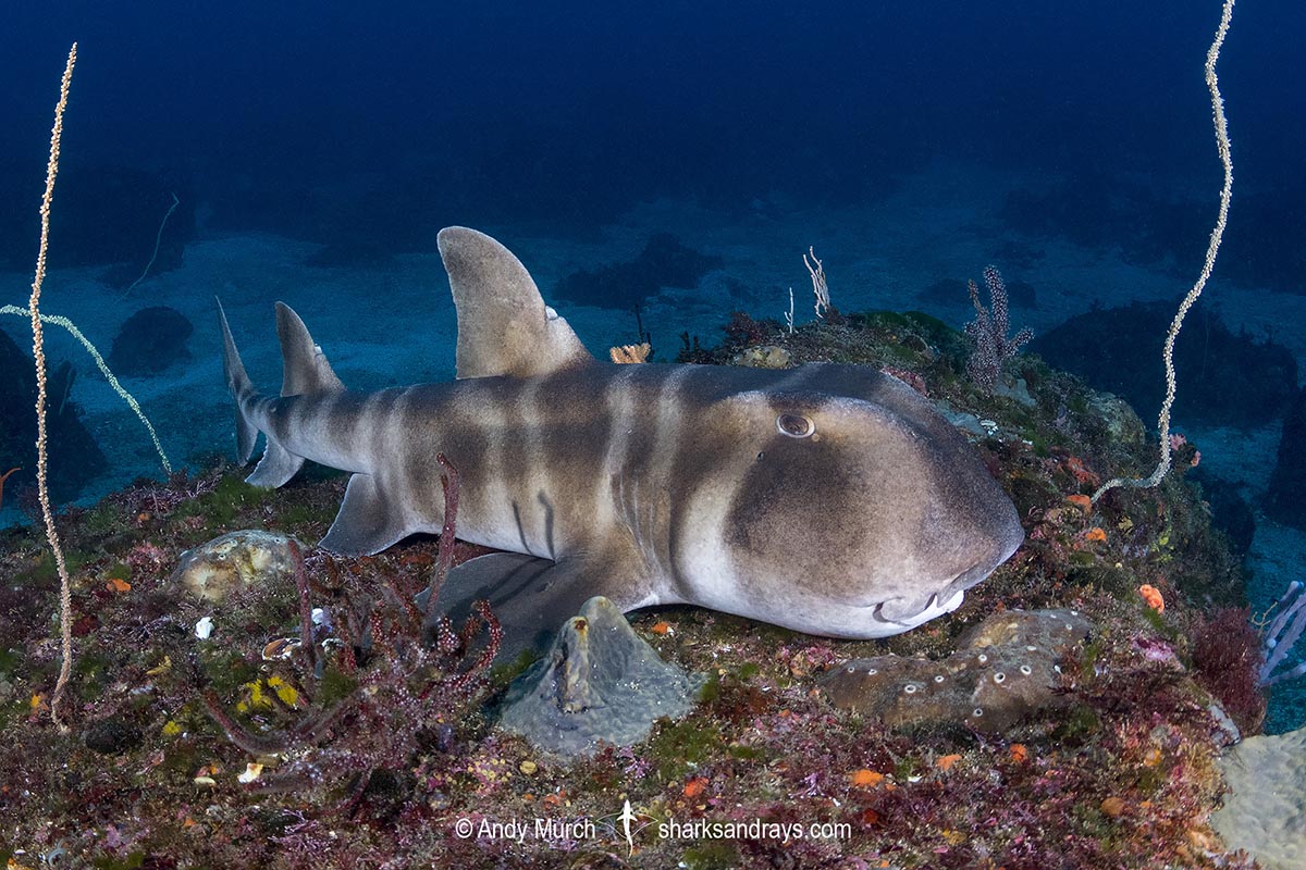 Japanese Bullhead Shark, Heterodontus japonicus. Aka Japanese horn shark. Heterodontidae. Hatsushima Island, Izu Peninsula, Sea of Japan.