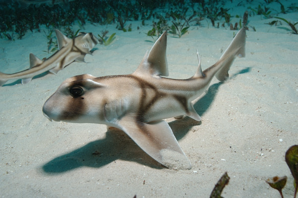 Port Jackson Shark, Heterodontus portusjacksoni.