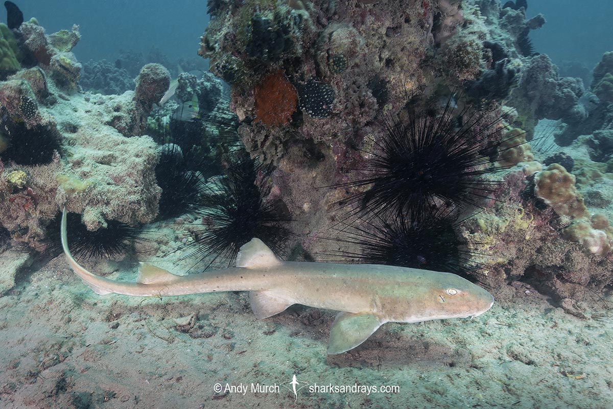 Arabian Bamboo Shark, Chiloscyllium arabicum, Abu Dhabi, UAE, Arabian Sea.