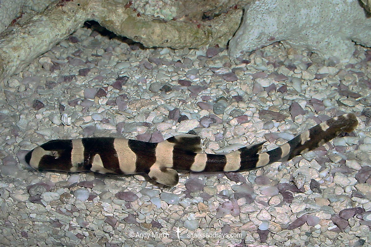 Brownbanded Bamboo Shark, Chiloscyllium punctatum, Juvenile, captive specimen.