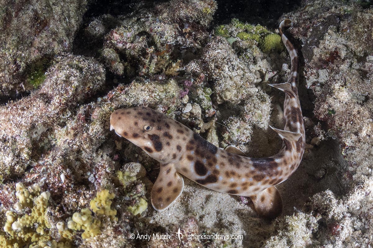 Indonesian Speckled Carpetshark, Hemiscyllium freycineti. Aka Raja Ampat epaulette shark or walking shark. A species of bamboo shark confined to the Raja Ampat region of West Papua, Indonesia.