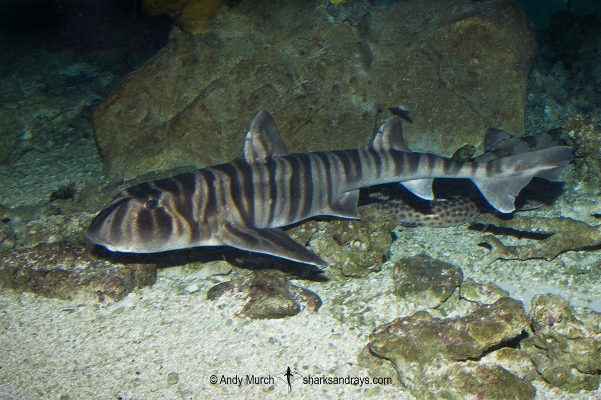 Zebra Bullhead Shark, Heterodontus zebra, a western Pacific species that ranges from Korea to Northwest Australia. Captive specimen.