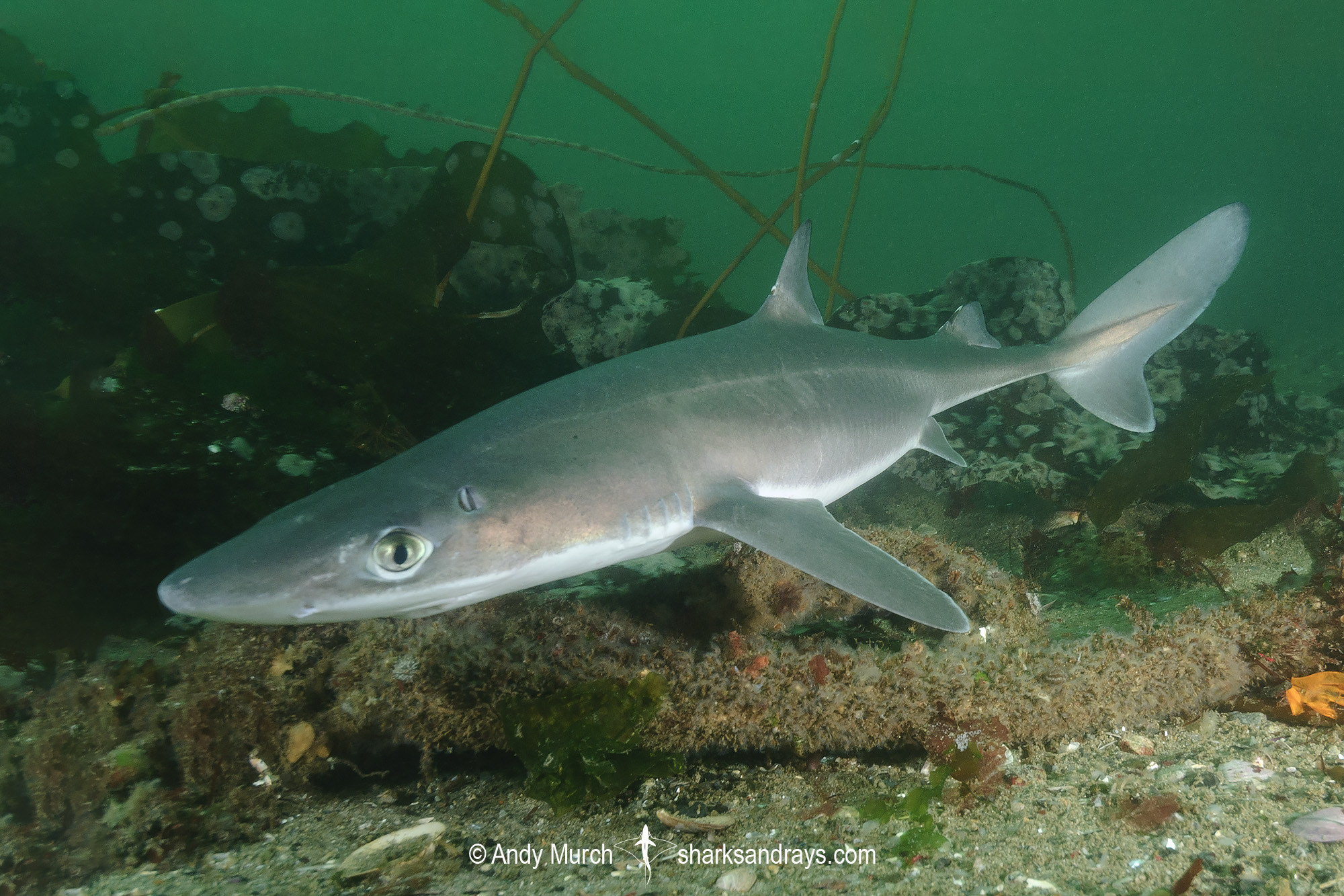 North Pacific Spiny Dogfish