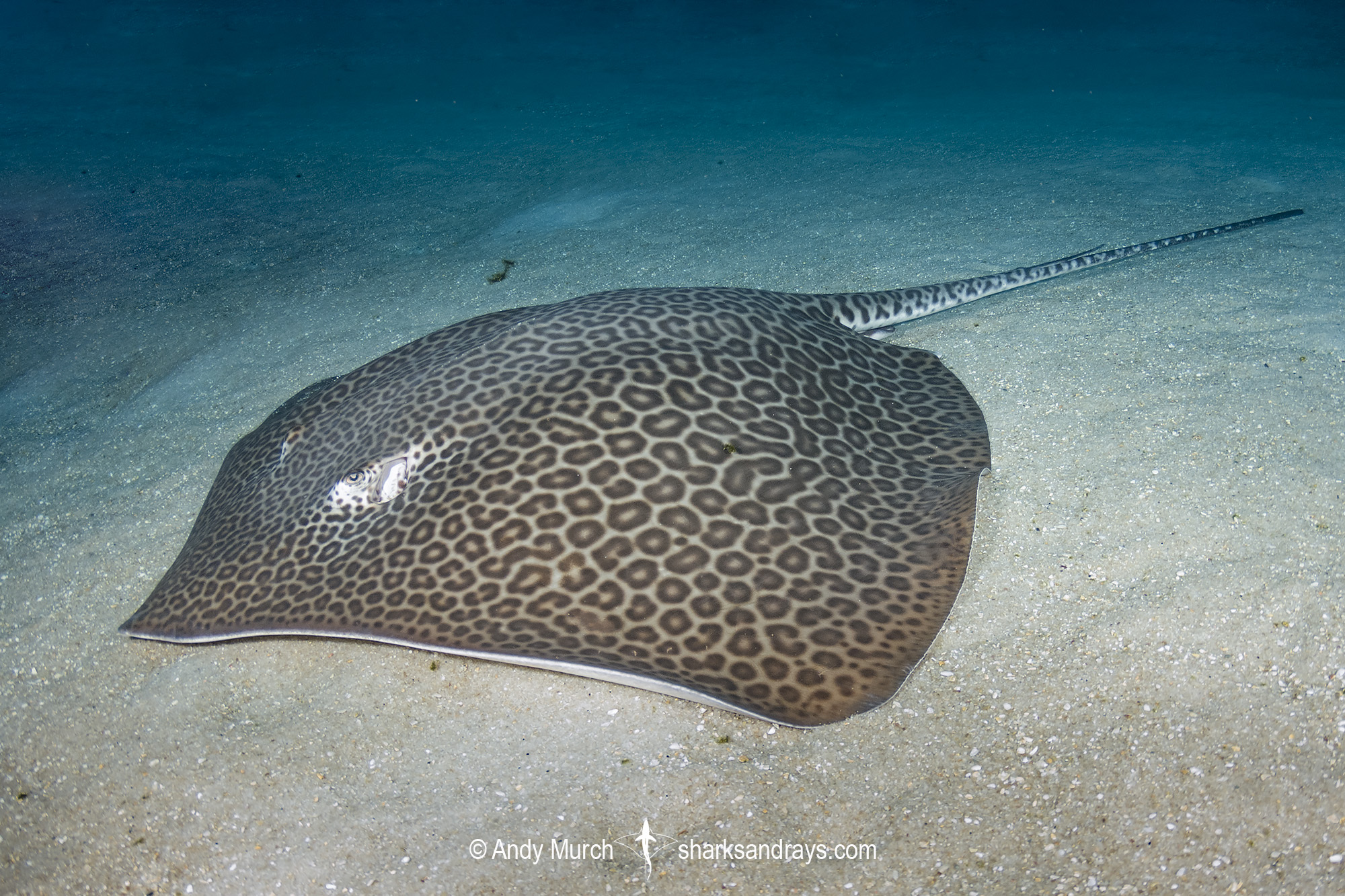 Leopard Whipray