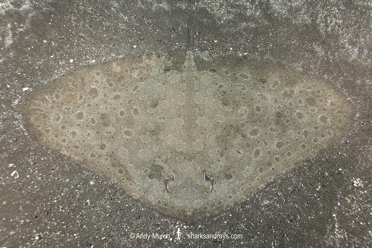 Spiny Butterfly Ray