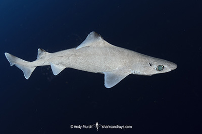 Blackfin Gulper Shark