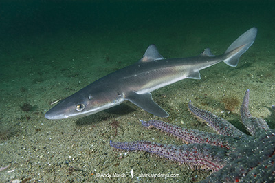 North Pacific Spiny Dogfish