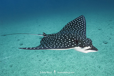 Pacific Eagle Ray