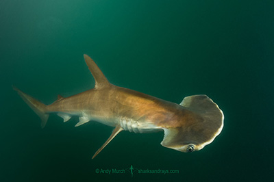 Scoophead Shark
