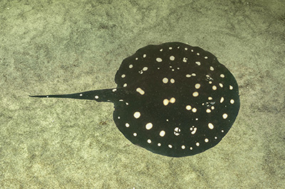 Xingu Freshwater Stingray