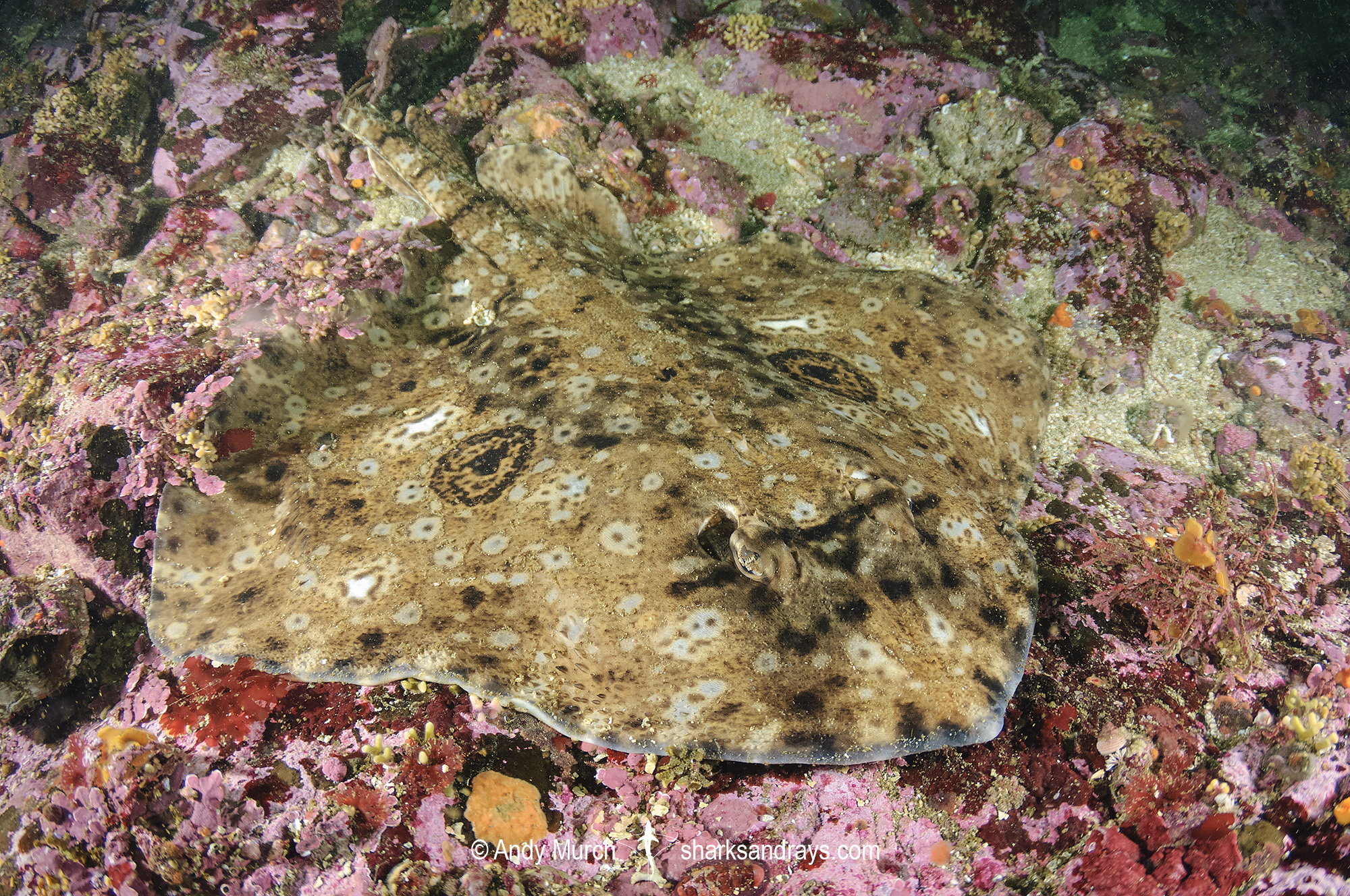 Pacific Starry Skate
