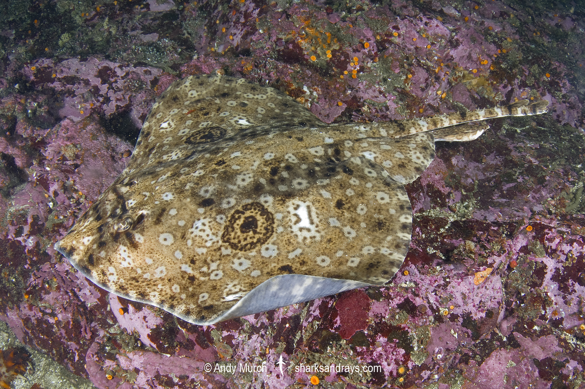 Pacific Starry Skate