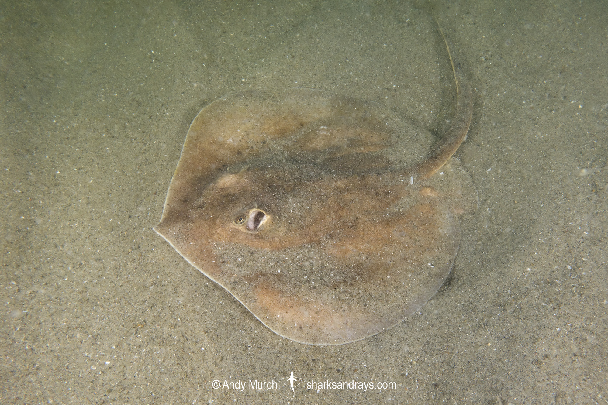 Rogers' Round Ray