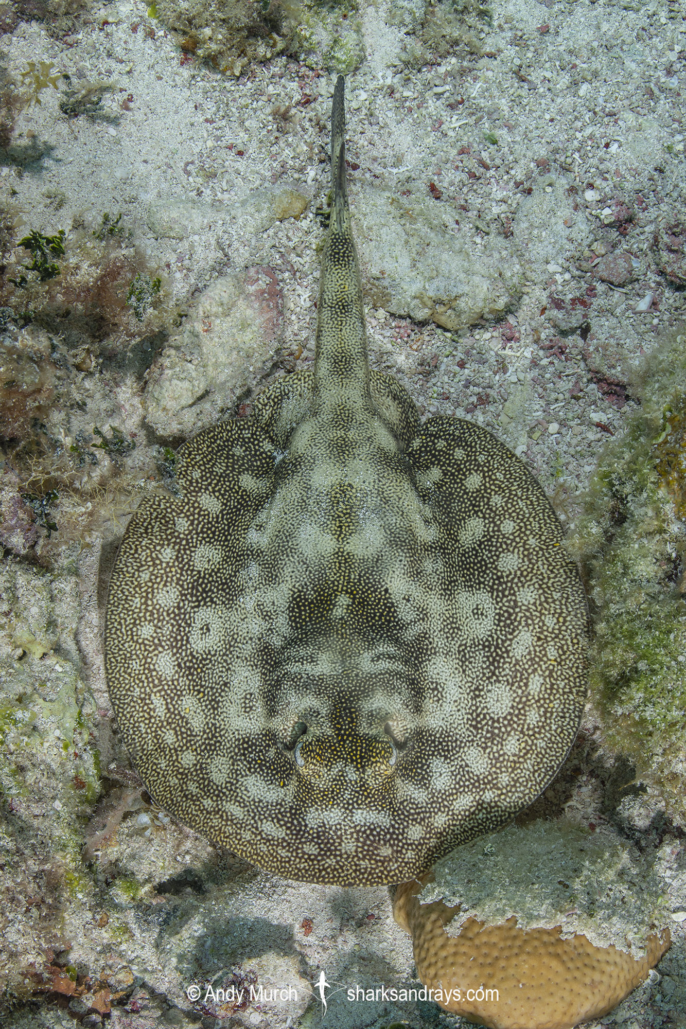 Yellow Spotted Stingray