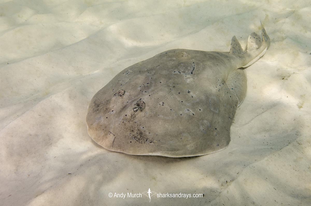 Lesser Electric Ray, Narcine bancrofti. Aka Bancroft’s electric ray or Caribbean numbfish. Often confused with the Brazilian electric ray Narcine brasiliensis. Panama City, Florida, Gulf of Mexico.