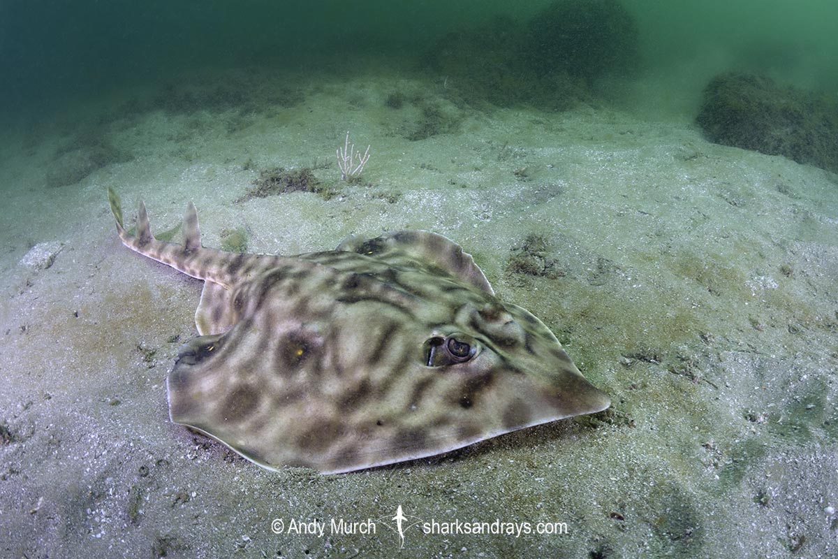 Southern Banded Guitarfish, Zapteryx xyster.