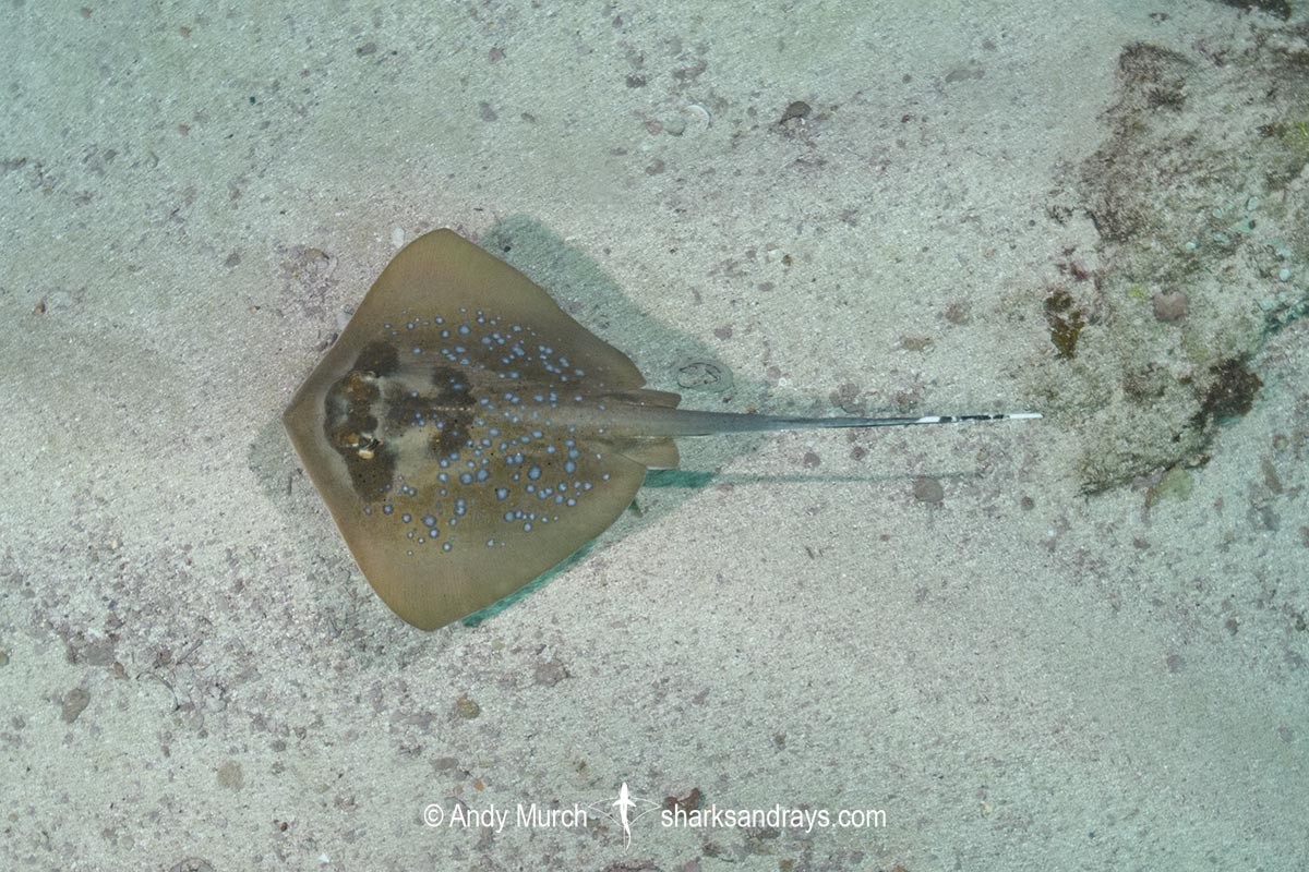 Indian Ocean Bluespotted Maskray. Neotrygon indica.