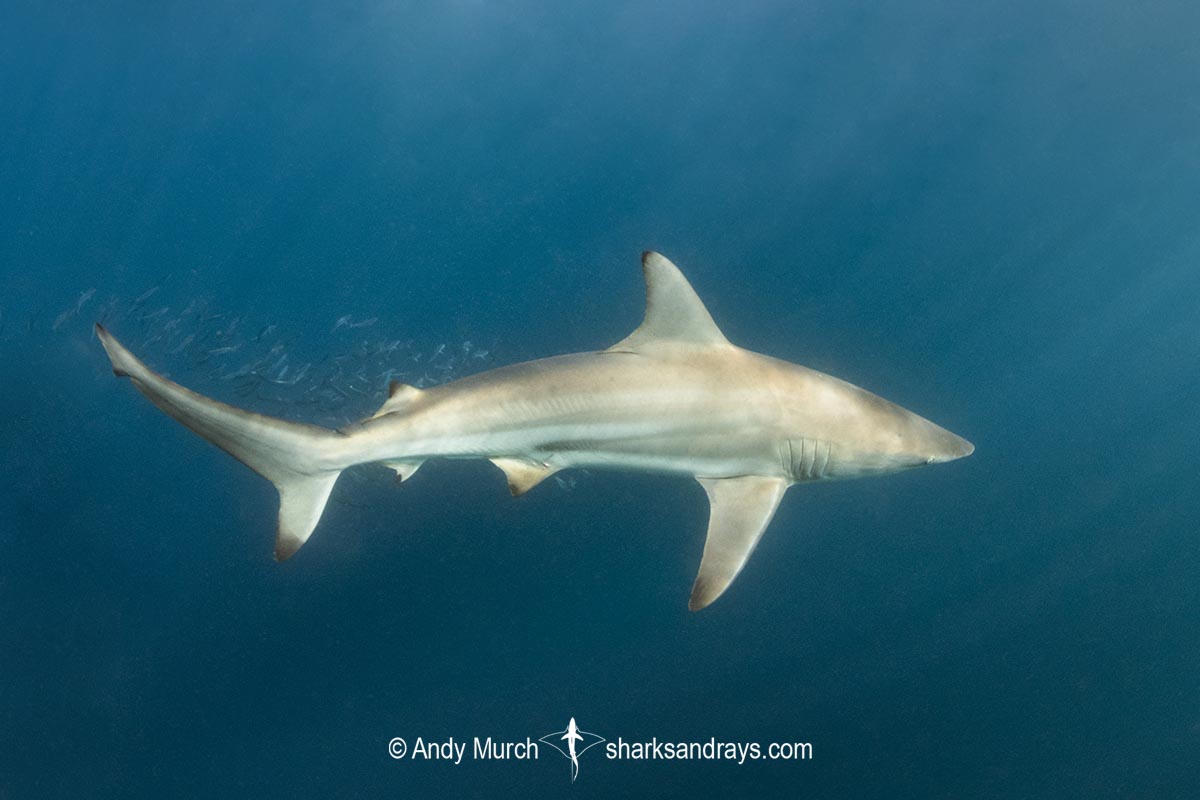 Spinner Shark, Carcharhinus brevipinna.