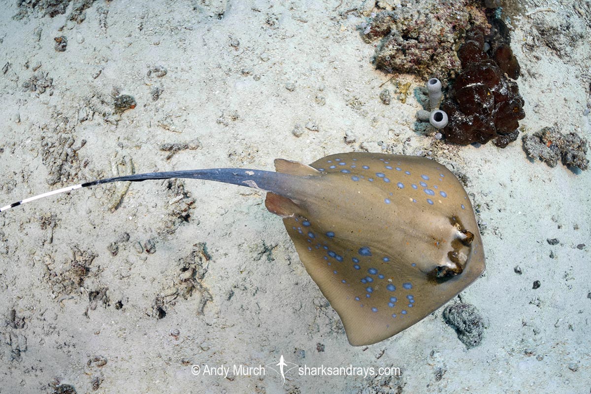 Moluccan Bluespotted Maskray, Neotrygon moluccensis.