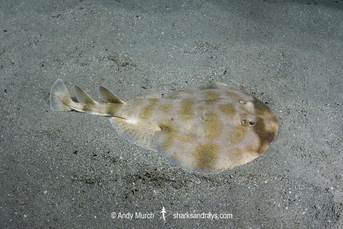 Brazilian Electric Ray, Narcine brasiliensis. Aka Lesser Numbfish. Buzios, Brazil, southwest Atlantic Ocean.