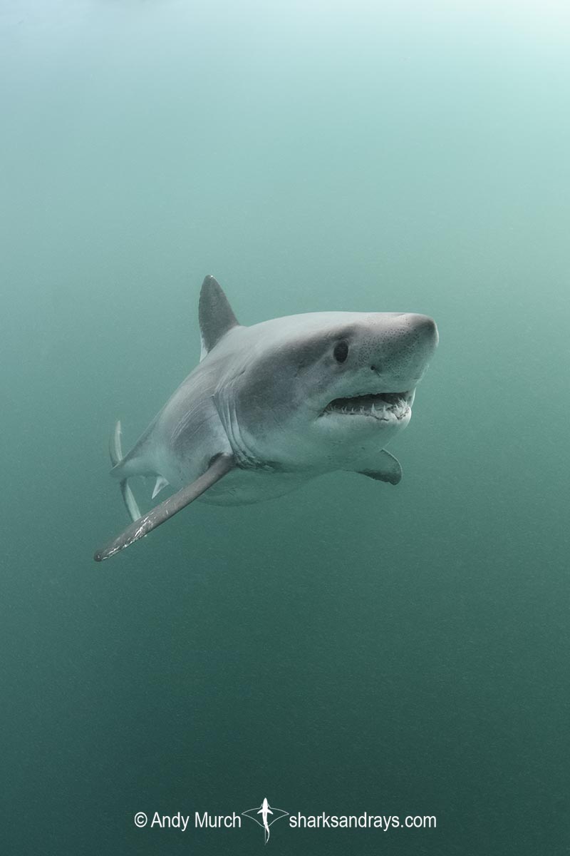 Porbeagle Shark, Lamna nasus. Brittany, France, Northest Atlantic Ocean.