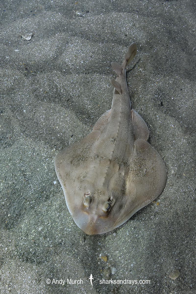 Shortnose Guitarfish, Zapteryx brevirostris, aka Lesser Guitarfish. Adult female. Buzios, Brazil, southestern Atlatic Ocean.