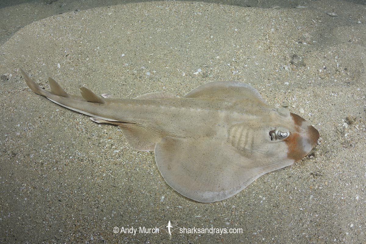 Shortnose Guitarfish, Zapteryx brevirostris. Aka Lesser Guitarfish. Adult male, Buzios, Brazil, southestern Atlatic Ocean.