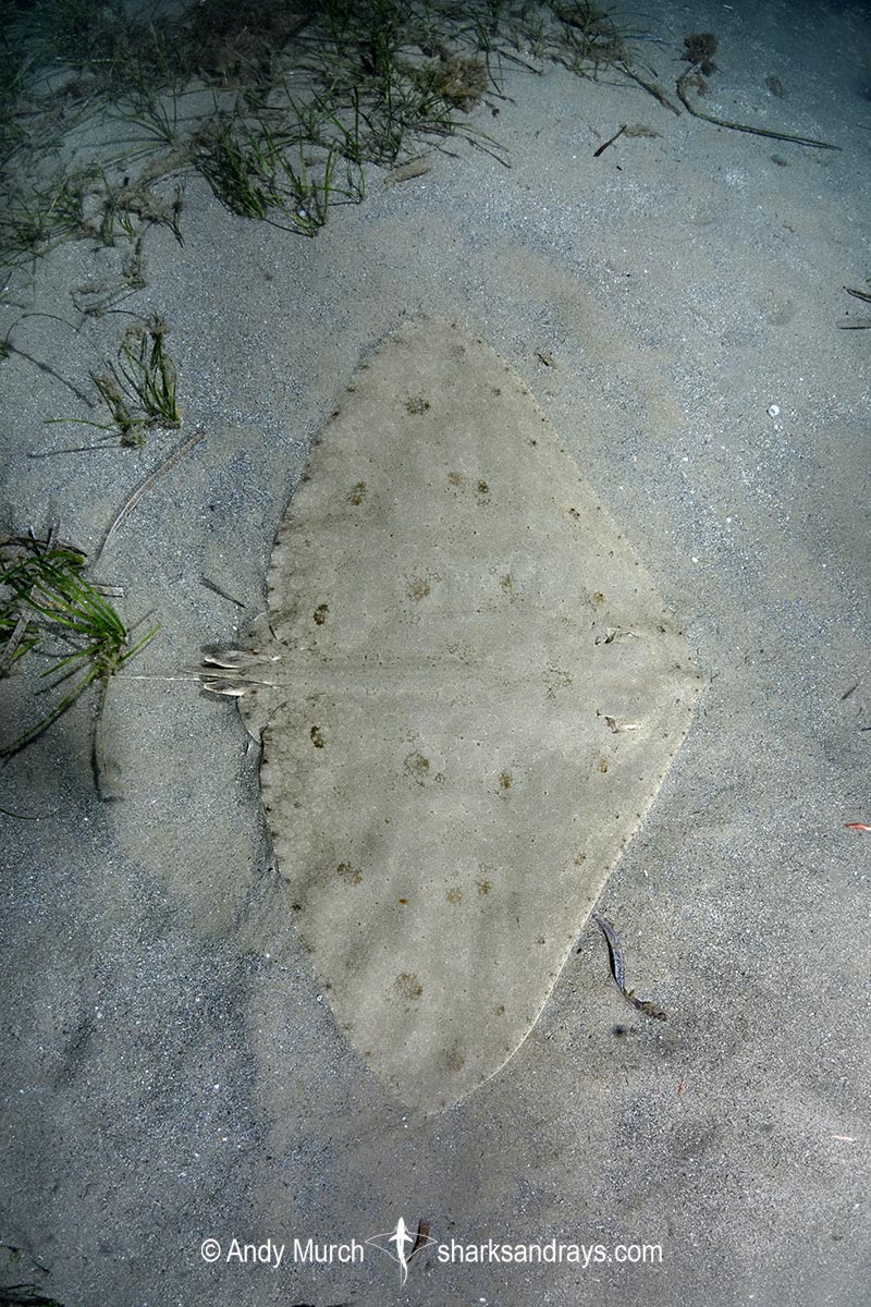 Spiny Butterfly Ray, Gymnura altavela. Playa La Granadella, Spain, Mediterranean Sea.