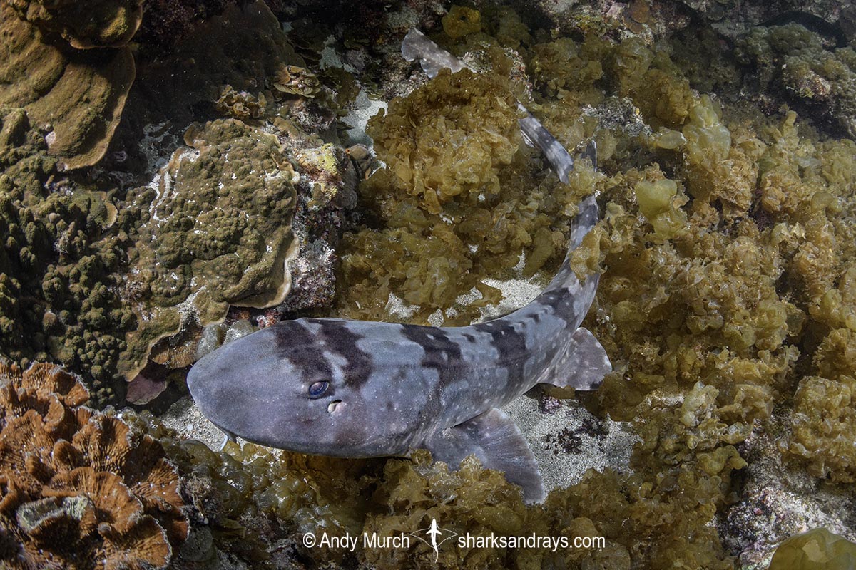 Whitespotted Bamboo Shark, Chiloscyllium plagiosum. Kannoura Bay, Shikoku, Japan, Sea of Japan.
