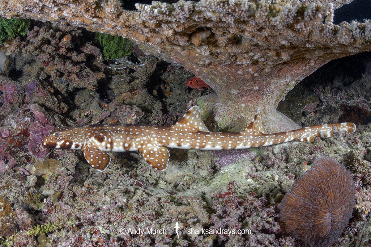 Hooded Carpetshark, Hemiscyllium strahani. Aka Hooded Epaulette Shark or walking shark. Madang, Papua New Guinea, Bismarck Sea.