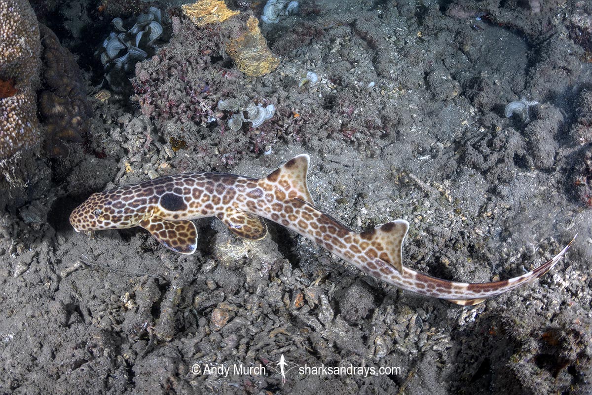 Leopard Epaulette Shark, Hemiscyllium michaeli. Aka Milne Bay Epaulette Shark or Michael's Epaulette Shark. Tufi, Papua New Guinea, Southwest Pacific Ocean.