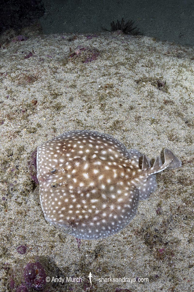 Whitespotted Torpedo Ray, Torpedo sp. juvenile. An undescribed torpedo species from West Africa. Meoune Reef, Senegal, Eastern Atlantic.