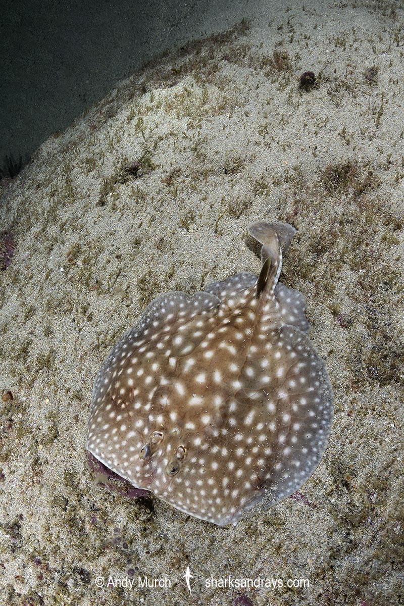 Whitespotted Torpedo Ray, Torpedo sp. juvenile. An undescribed torpedo species from West Africa. Meoune Reef, Senegal, Eastern Atlantic.